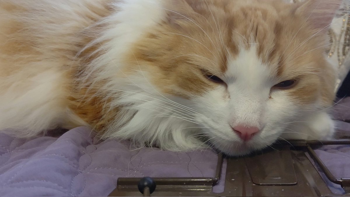 #ネコチャンカワイイ 