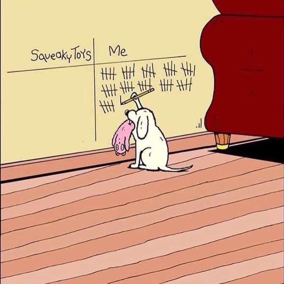 preciousdoggo's tweet photo. Vivi the destroyer 🐶 

And what is your dog's score 😁 ? https://t.co/0GzXQP2hfa