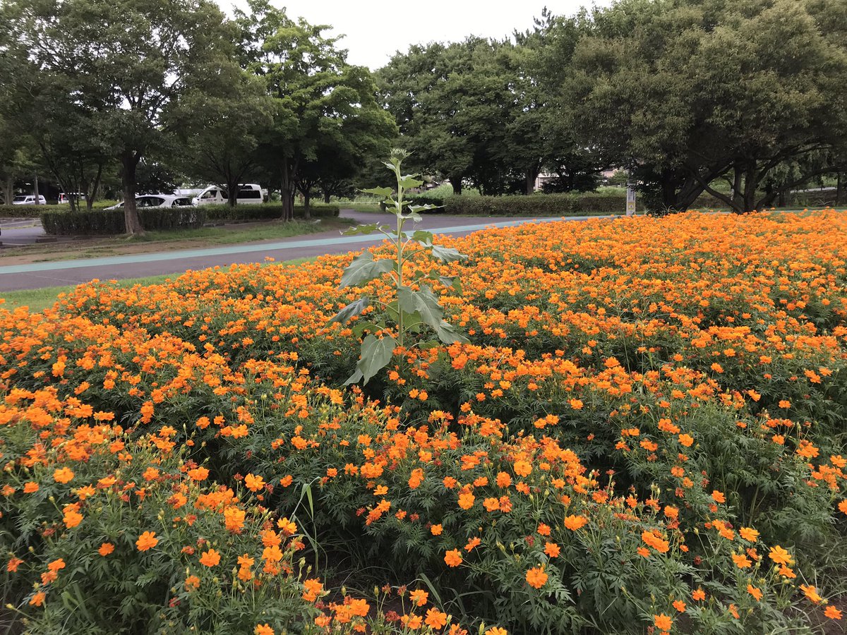 大宮第二 第三公園 公式 Oomiya23saitama Twitter 大宮第二 第三公園 公式 Oomiya23saitama Twitter