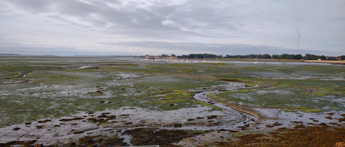 Up early today for some filming, looking over a eutrophication prairie: the sad story of nutrient overload in the Solent and its harbours. <a href="/HantsIWWildlife/">Hampshire & Isle of Wight Wildlife Trust</a> <a href="/WildlifeTrusts/">The Wildlife Trusts</a>
