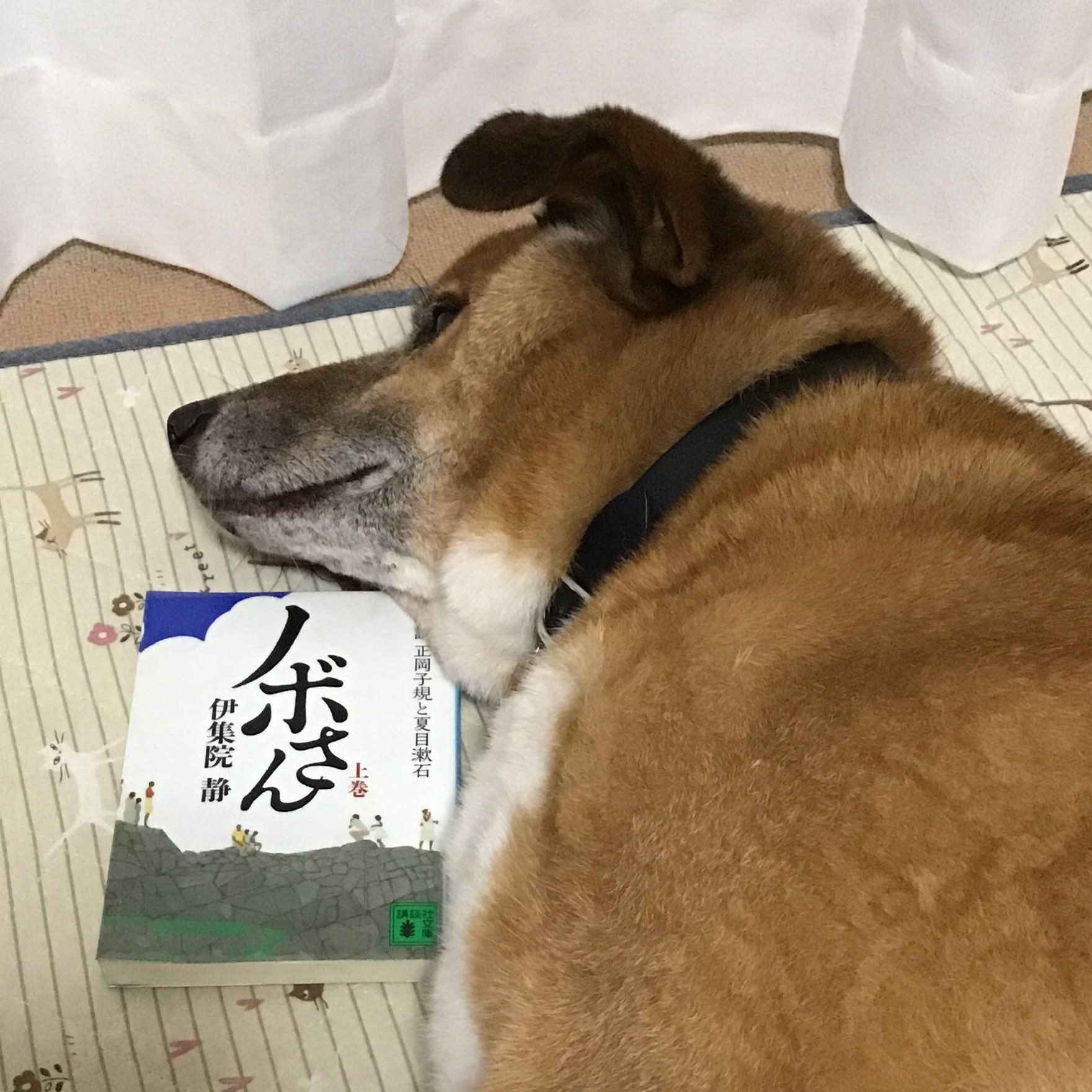ノボさん Twitter Search Twitter