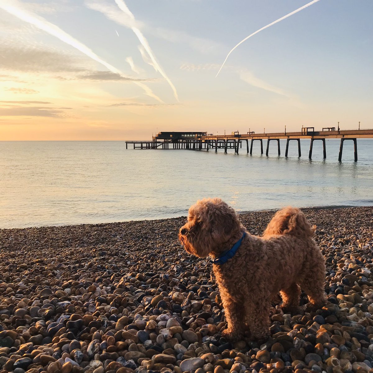 🌅🐕🇬🇧 #DealPier #Deal #Kent #Sunrise #BestTimeOfTheDay #LhasaPoo #Rigby #Wednesday