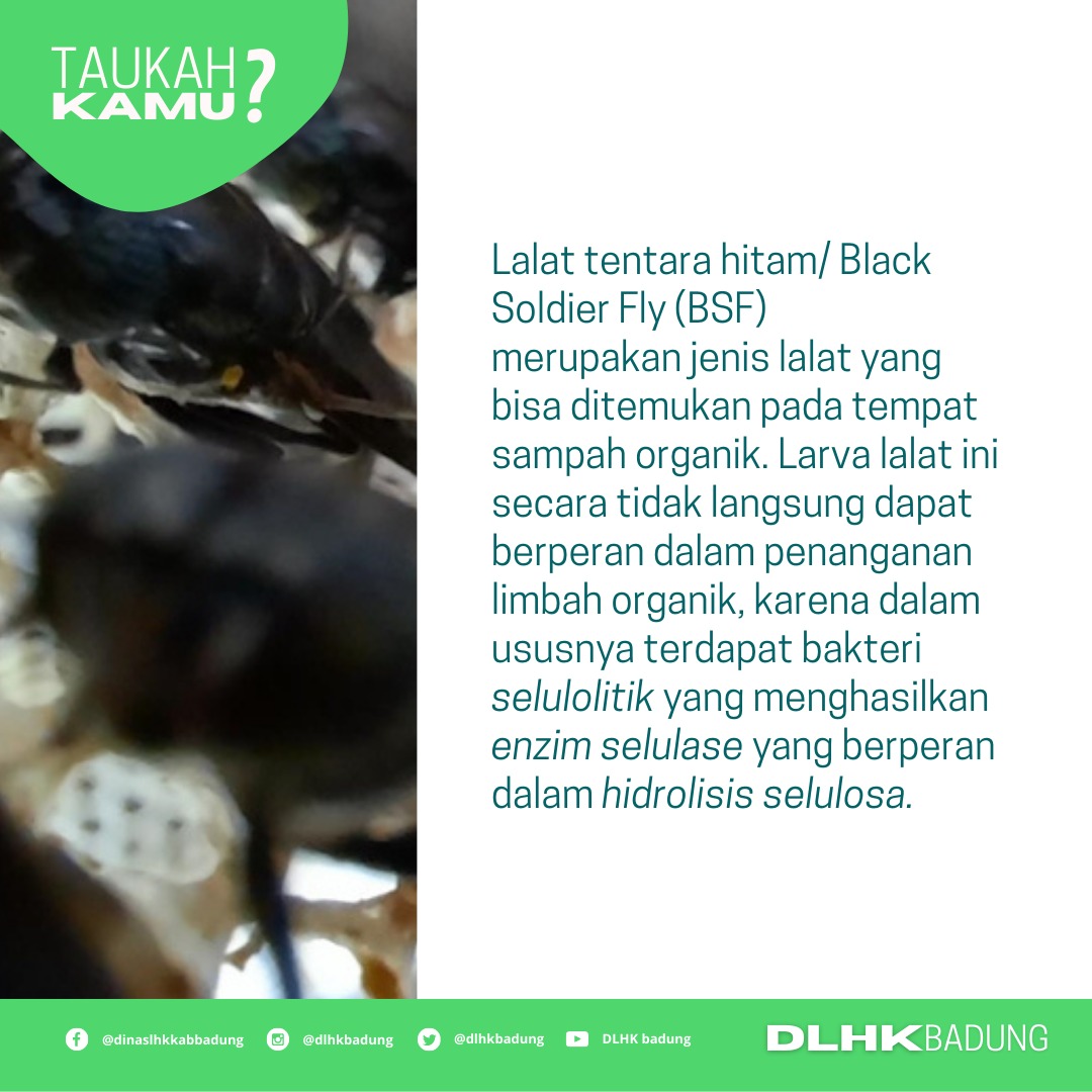 Tahukah kamu ?
Lalat tentara hitam/ Black Soldier Fly (BSF)
merupakan jenis lalat yang bisa ditemukan pada tempat sampah organik. Larva lalat ini secara tidak langsung dapat berperan dalam penanganan limbah organik.
#dlhkbadung 
#pemkabbadung 
#badungbares 
#blacksoldierfly