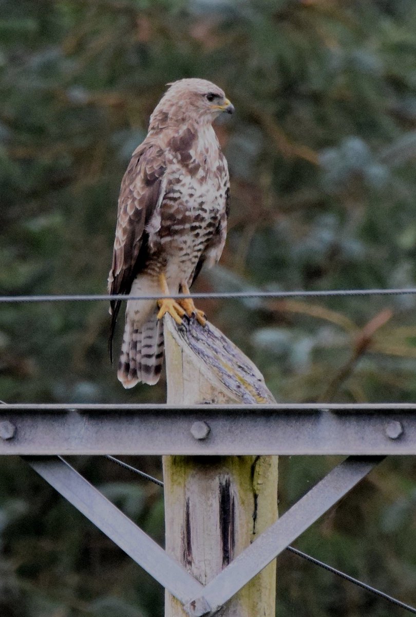 GweebarraG's tweet photo. @NipperMads @Orsted @OrstedDK @coilltenews @EamonRyan
Maidin mhaith Mads! God morgen. Have you many Buzzards in #Denmark? Birds & steel turbine blades don't mix. We can't let you industrialise #Donegal so turnaround now! Fair warning! You are wasting money trying.
#Stoppe #Ørsted https://t.co/eS1hEP45MA