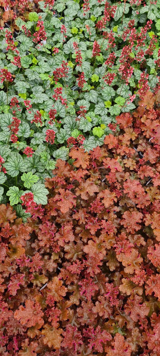 Heuchera Berry Timeless and Heuchera Gojiberry look lovely on the nursery today 😀
#heuchera #hookedonheucheras #gardeninginspiration #gardenideas #gardening #giftideas #evergreen #plantcolors #RHSmastergrower #RHSChelseaGoldmedallist #sunlovingplants #plantsforpollinators #bees