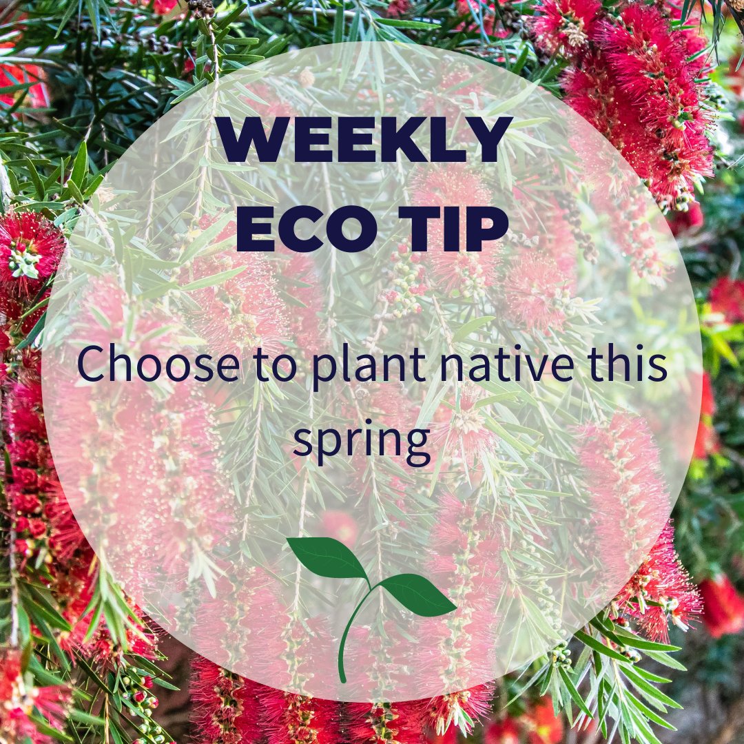 Climate_Clever's tweet photo. Did you know that native plants are much easier to look after?๐
Most will thrive on rainfall alone and you won't need any fertilisers. This promotes a healthy environment, preserves biodiversity, is a source of food for wildlife and saves you time and $$ too!๐ฑ
#climateclever https://t.co/aFFmARUg1d