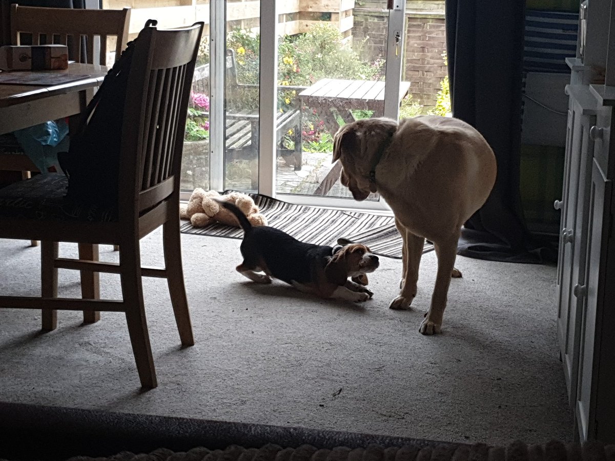JCCEarthSci's tweet photo. @JoConwayGeology Mainly zoomies at the moment! And attacking big dogs! https://t.co/lpBAa0OAsy
