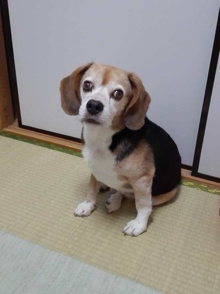 ASKSA0000's tweet photo. 今は亡きうちの子！
ほげおさん https://t.co/N5iZpkyzp5