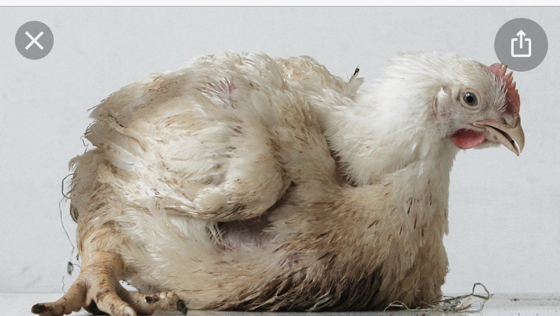 #Plofkip vanaf 2023 in de ban. <a href="/WakkerDier/">Wakker Dier</a> gefeliciteerd met jullie victorie.