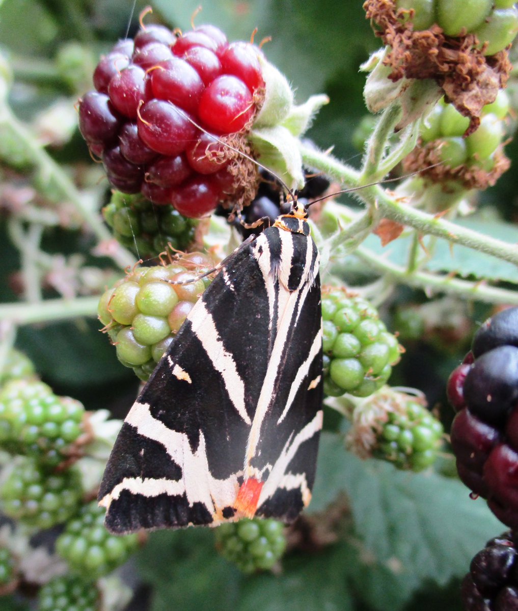 Germander Speedwell tweet media