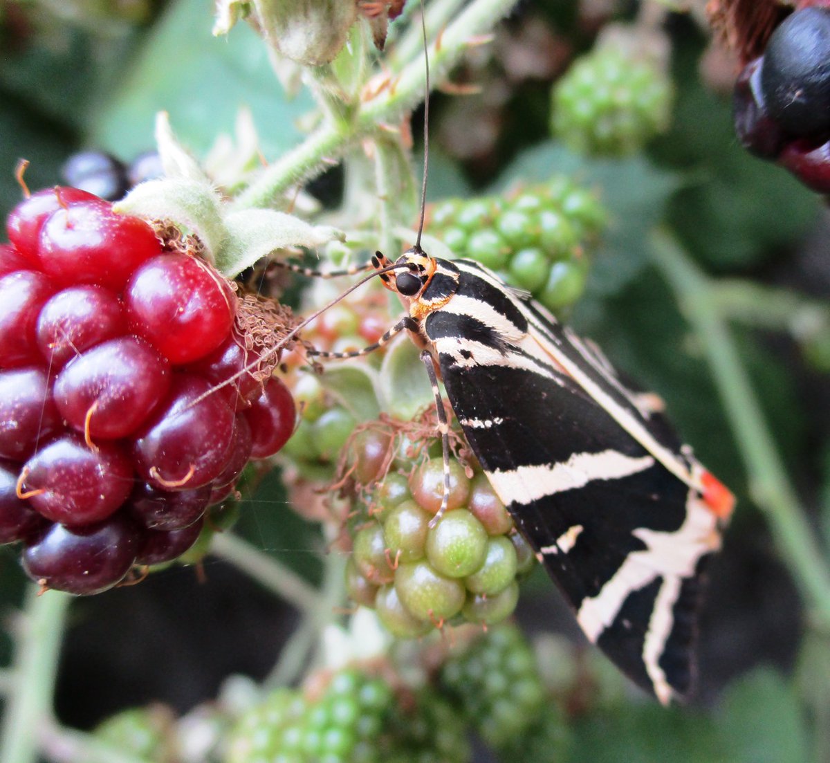 Germander Speedwell tweet media