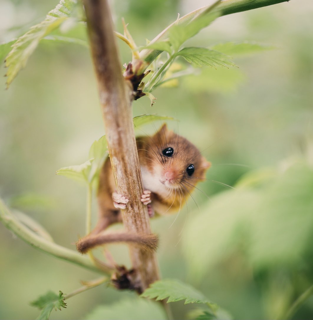 We share a lot about our specialist #bird and #bat #habitats, but one of our most popular products is the FSC Timber Dormouse Box. Perfect for those #monitoring and #conserving #dormouse populations. In stock & ready for despatch now! #ecologist #mammalsatrisk #britishwildlife