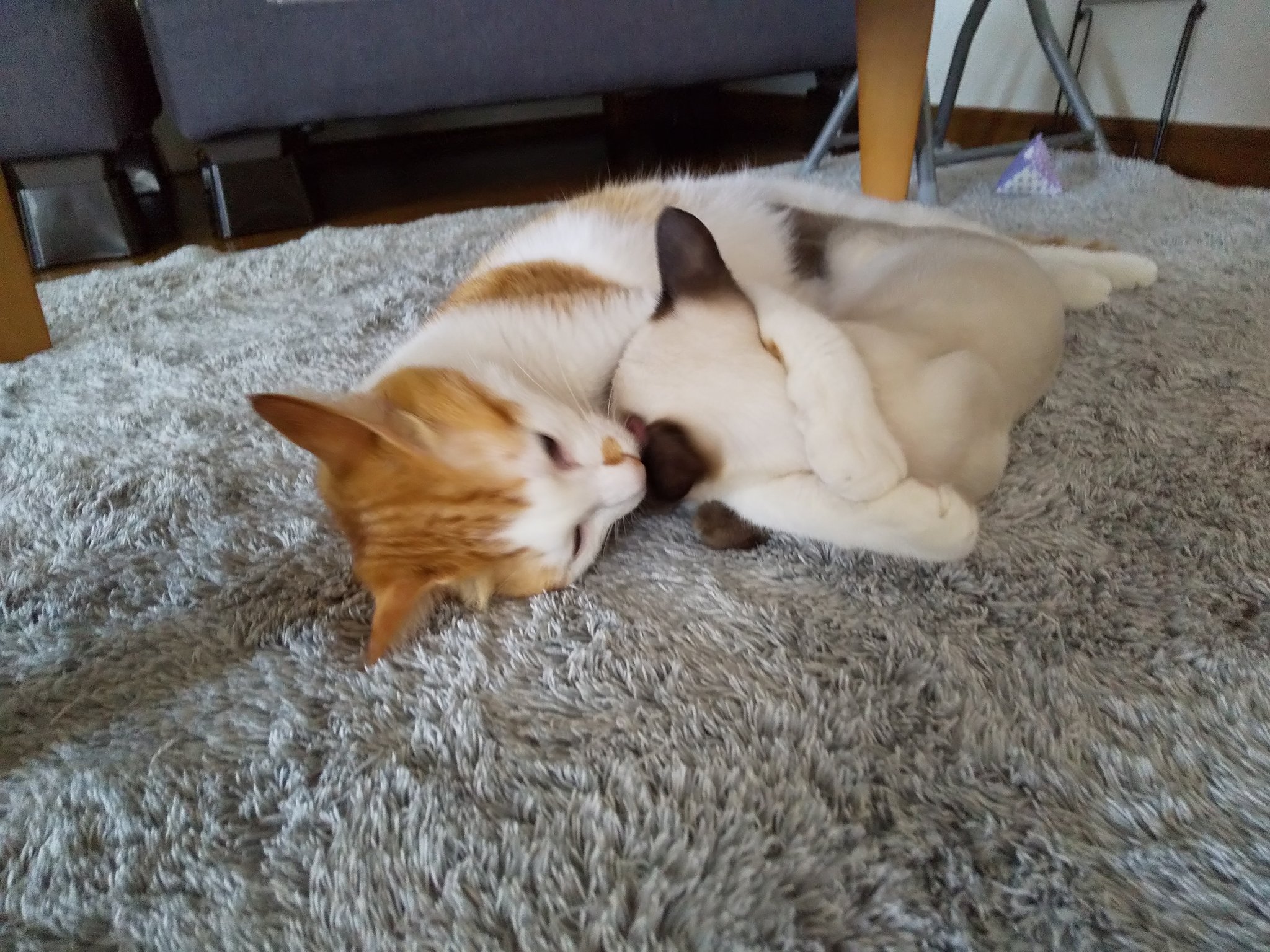 なつかない猫 Twitter Search Twitter