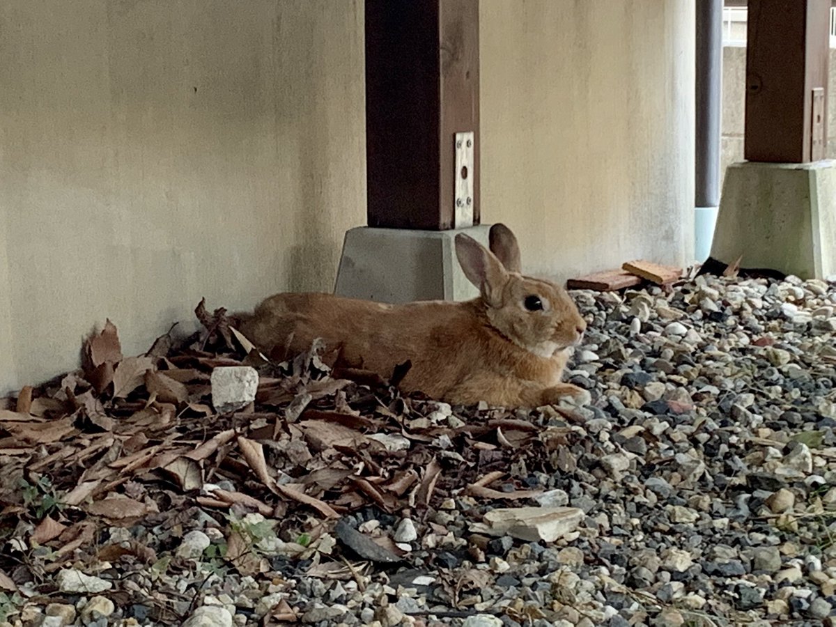 いいアジト見つけた。

#うさぎ
#うさぎのいる暮らし
#ウッドデッキ