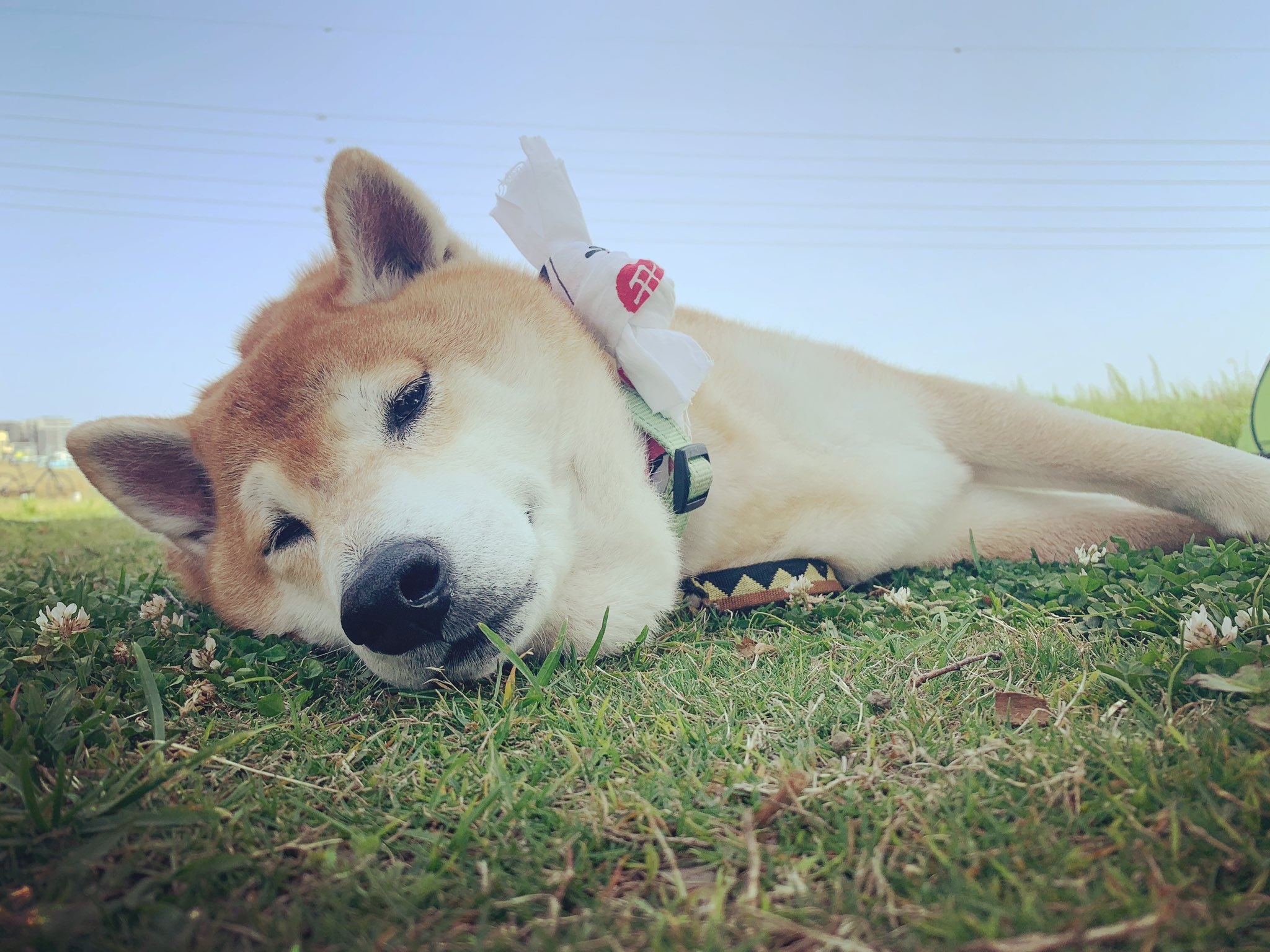 巨大柴犬クーちゃん(23kg) | Shibainu “Cool” (@cool_shibainu) / X 巨大柴犬クーちゃん(23kg) | Shibainu “Cool” (@cool_shibainu) / X