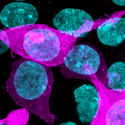 HarveyHippoLab's tweet photo. The Harvey lab is looking for a talented and enthusiastic research assistant with cell and molecular biology skills to study Hippo signalling in real time. Current Honours students finishing in 2021 are welcome to apply
https://t.co/OY5VrKm7v0 https://t.co/qjHoLH2B5B