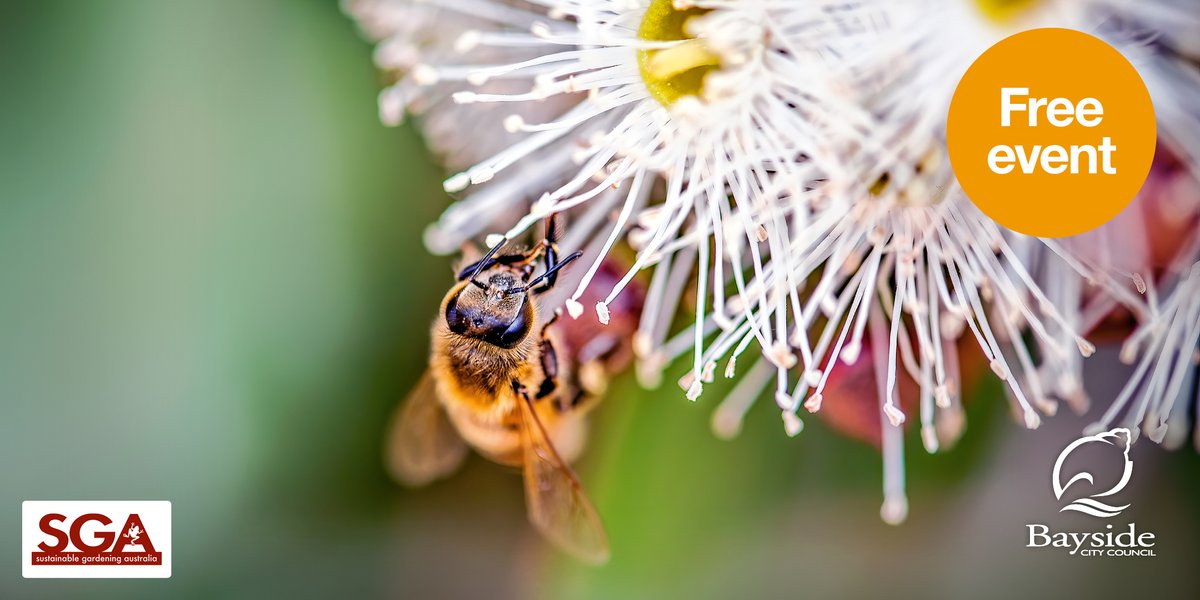 SustainableGardening (@sgaonline) on Twitter photo #Pollinators play a vital role in producing food and keeping gardens happy and healthy. 🐝 SGA is partnering with <a href="/BanyuleCouncil/">Banyule City Council</a> and Sustainable Living Bayside to offer a FREE webinar on the benefits of encouraging native pollinators. RSVP at: facebook.com/events/2922152… #Pollinators play a vital role in producing food and keeping gardens happy and healthy. 🐝 SGA is partnering with <a href="/BanyuleCouncil/">Banyule City Council</a> and Sustainable Living Bayside to offer a FREE webinar on the benefits of encouraging native pollinators. RSVP at: facebook.com/events/2922152…