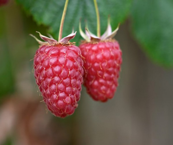 Plants365 Ltd on Twitter: