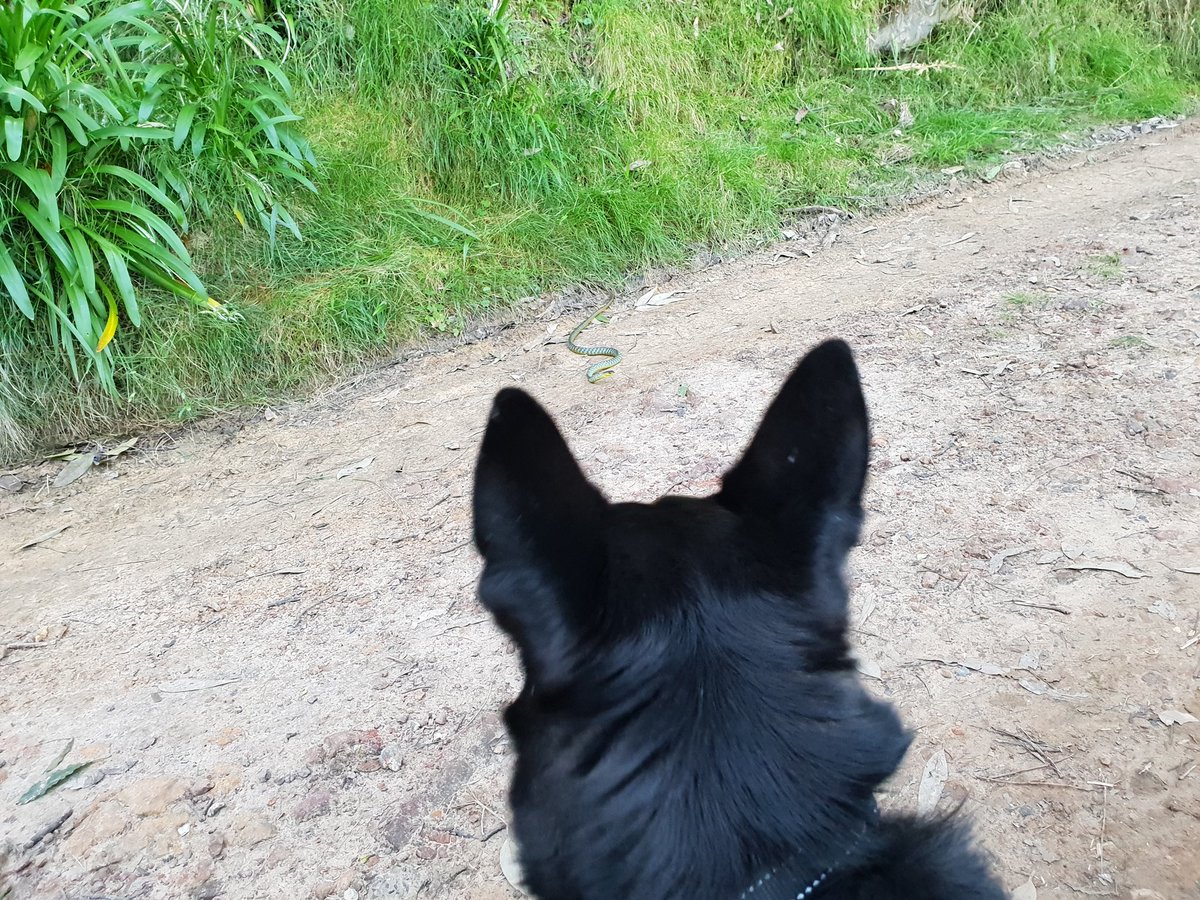 BlackKelpie tweet media