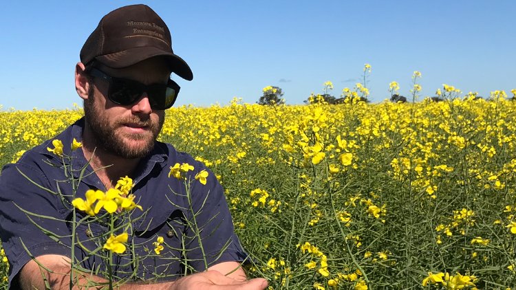 Seems our new Emu TF is doing its best to impress the boots off those around #Morawa way, particularly growers looking for a variety that will finish off before heat/moisture stress. #canola #Farming #agriculture