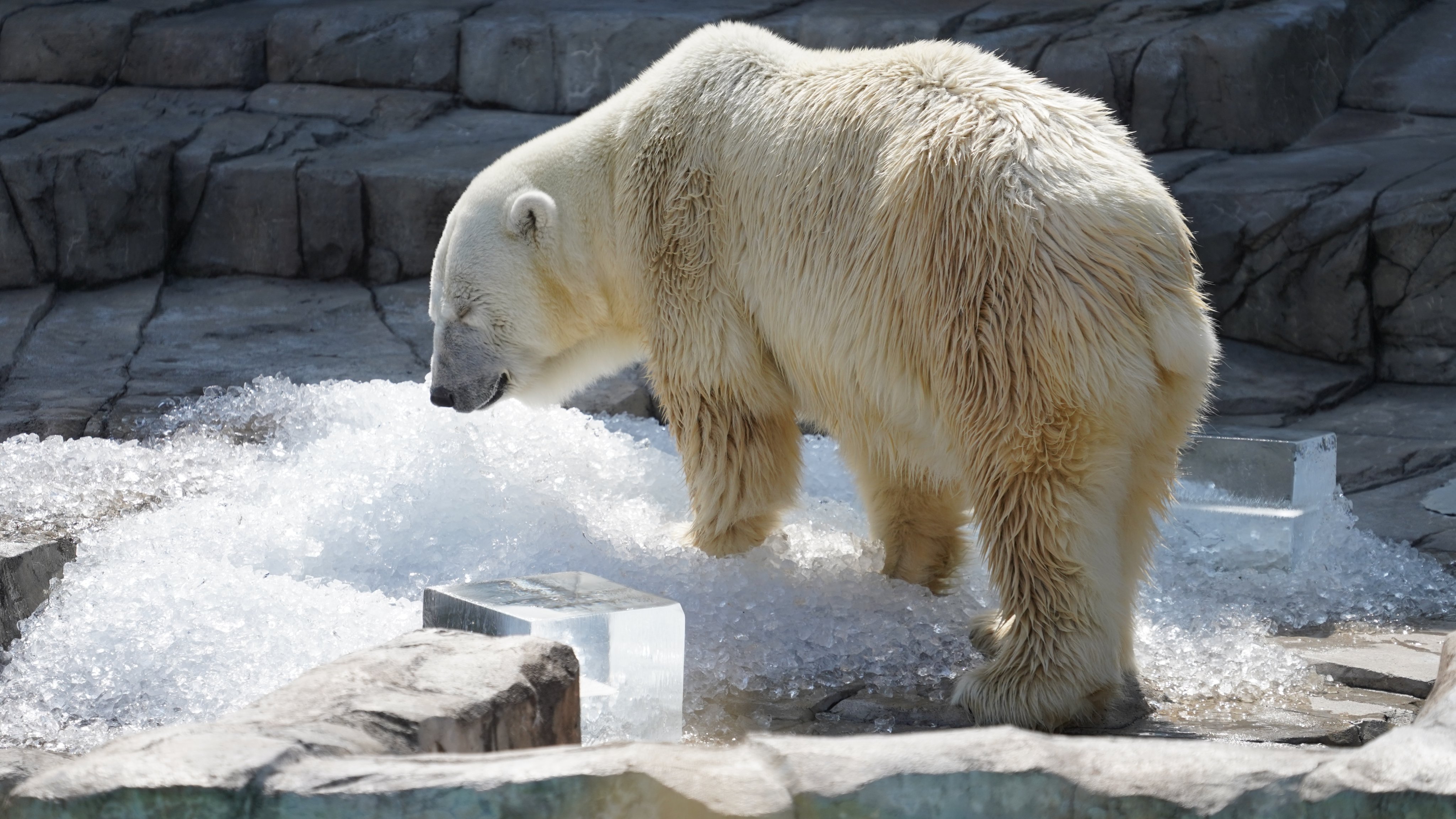 マルヤマン 円山動物園 公式 On Twitter 本日 西岡国昭建設様より氷のプレゼントをいただきました 暑い中 寒い地域に生息する動物たちが氷で束の間の涼を感じることができました ありがとうございました 円山動物園 Maruyamazoo ホッキョクグマ