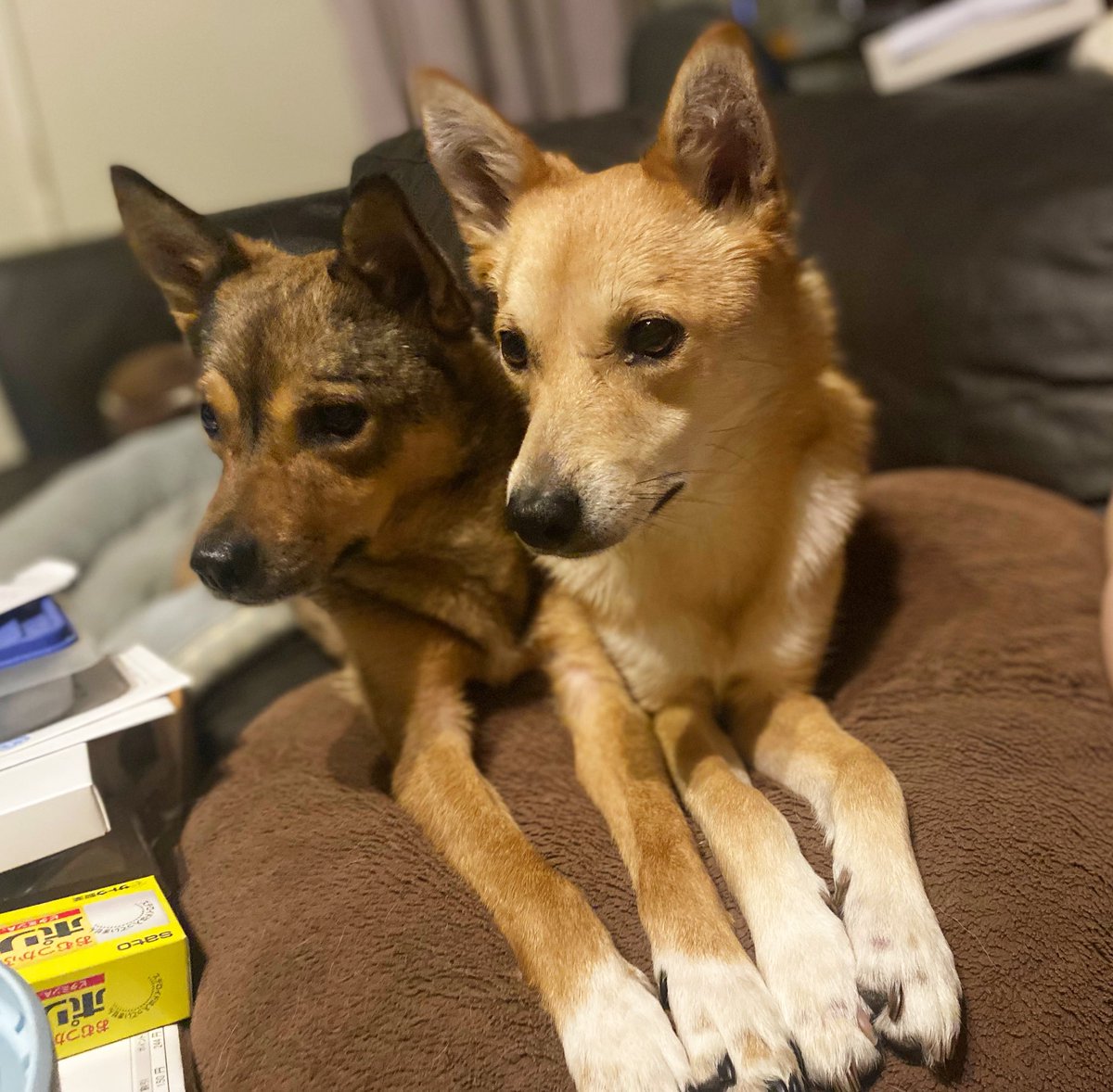 雑種犬 雑種犬