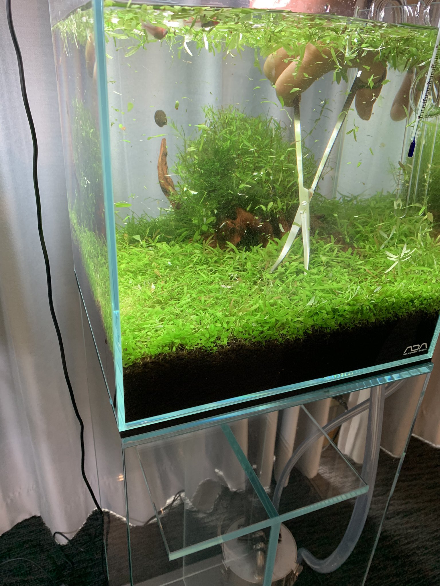 小田原 めだか販売店 今日もあと少し 利用者さんに30cmキューブ水槽の水草のトリミングをお願いしました 綺麗にカットされてメダカも嬉しそうです ちなみに入っている生体は紅頭です 頭の部分が真っ赤になっていて上見も横見もいけます 就労