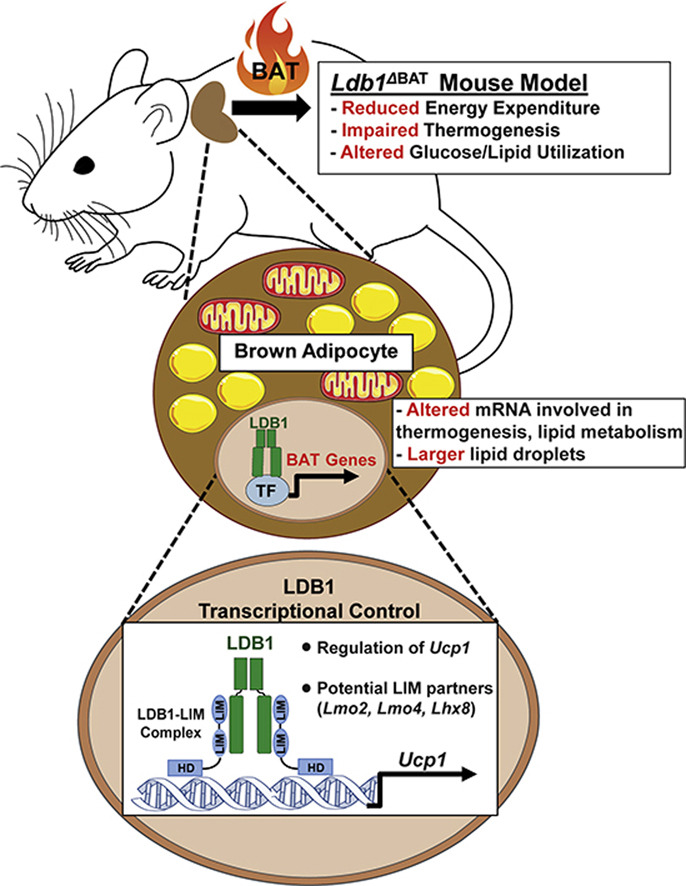 Molecular Metabolism tweet media