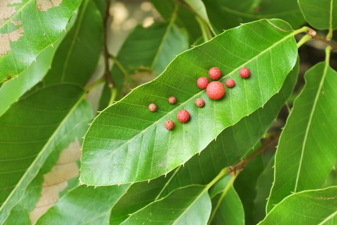 漱石枕流 クヌギハマルタマフシ 椚葉丸珠節 By J5 隠れミッキー いつもの路で 所々にこういった葉っぱの上に丸いお菓子を並べたような光景が見られます クヌギハマルタマフシ 椚葉丸珠節 暦生活写真部 T Co Ntlebdxd5b Twitter
