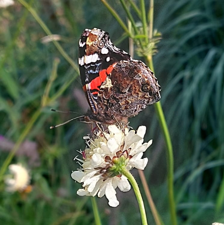 PlantPref's tweet photo. Nice selection of visitors on the Cephalaria!
#cephalaria #scabious #butterfly #butterflies #insectfriendly #perfectforpollinators #comma #redadmiral #peacock #peatfree #plantsforsale #noneonics https://t.co/ZBKOTLu7ug