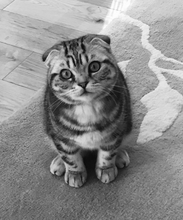 bao_bao_bun's tweet photo. #calvinkleinobsession ad pic #CatsOfTwitter - Bao https://t.co/9B8Ct49RZv