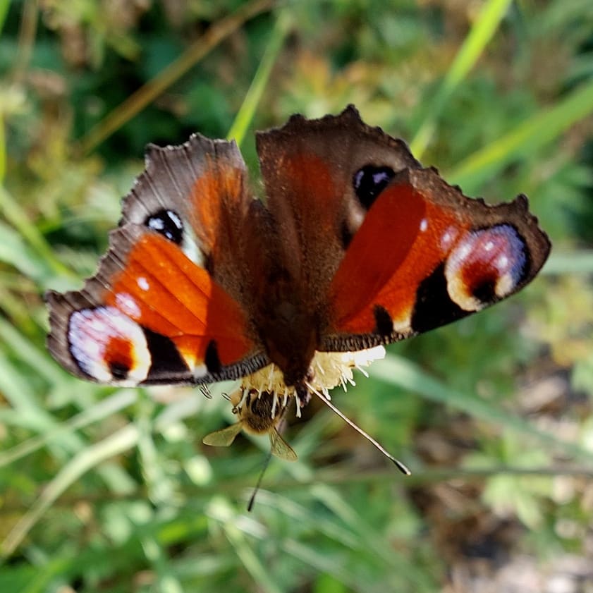 PlantPref's tweet photo. Nice selection of visitors on the Cephalaria!
#cephalaria #scabious #butterfly #butterflies #insectfriendly #perfectforpollinators #comma #redadmiral #peacock #peatfree #plantsforsale #noneonics https://t.co/ZBKOTLu7ug