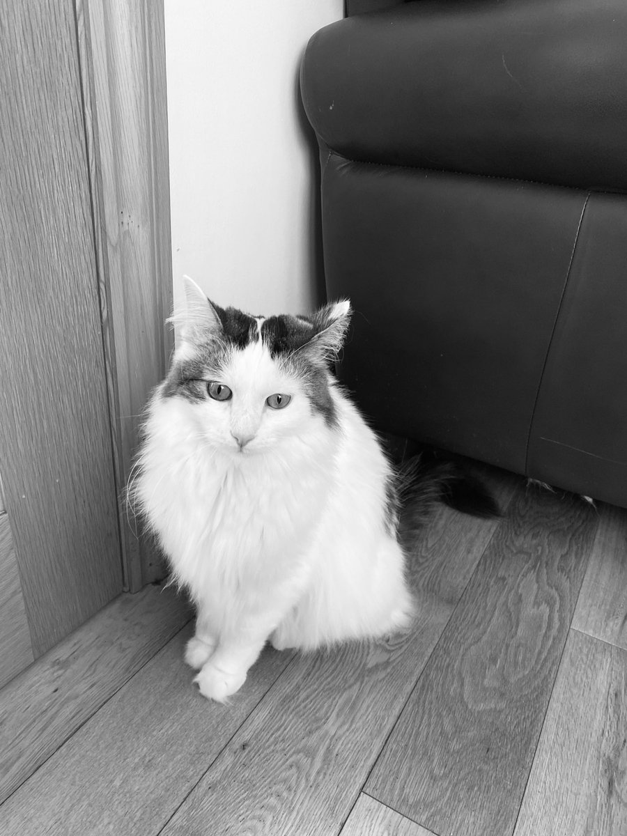 bao_bao_bun's tweet photo. #calvinkleinobsession ad #CatsOfTwitter - Cassie https://t.co/NqVB4PdYGc
