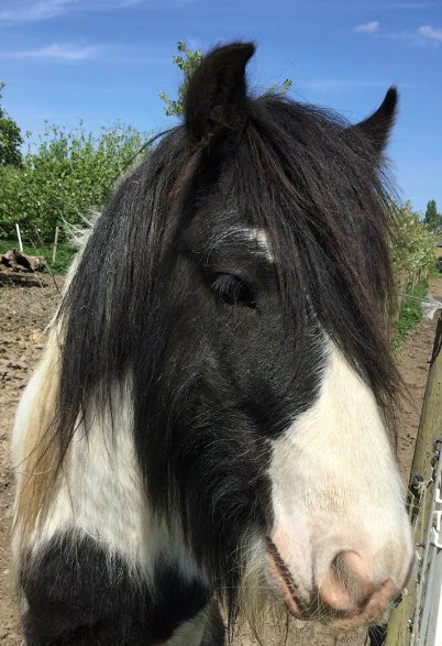 "In their eyes shine stars of wisdom and courage to guide men to the heavens"
#WednesdayWisdom