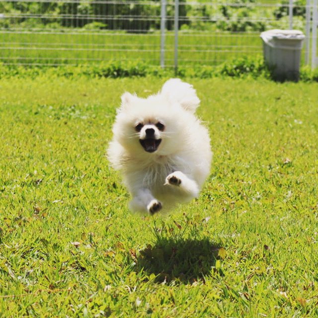 ポメラニアンのピケ (@pikepome) / Posts / X