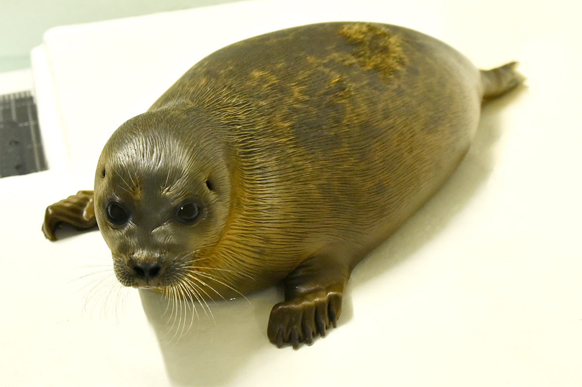 海遊館　ミゾレ　成長記録 ミゾレ1歳の誕生日！ ～こんなに成長しました！編～｜海遊館と