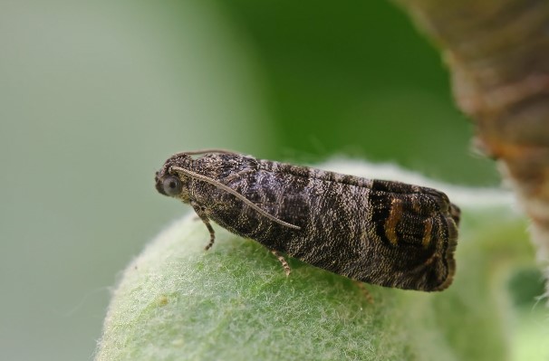 GreenControl_'s tweet image. Le carpocapse des pommes, des poires et des noix est en pleine période de vol.🦋
 C’est le moment idéal d’appliquer nos solutions biologiques pour protéger vos rosacées, noyers et châtaigniers contre ce ravageur.
Rendez-vous sur notre boutique en ligne: 
green-control.fr/fruitiers/50-k…