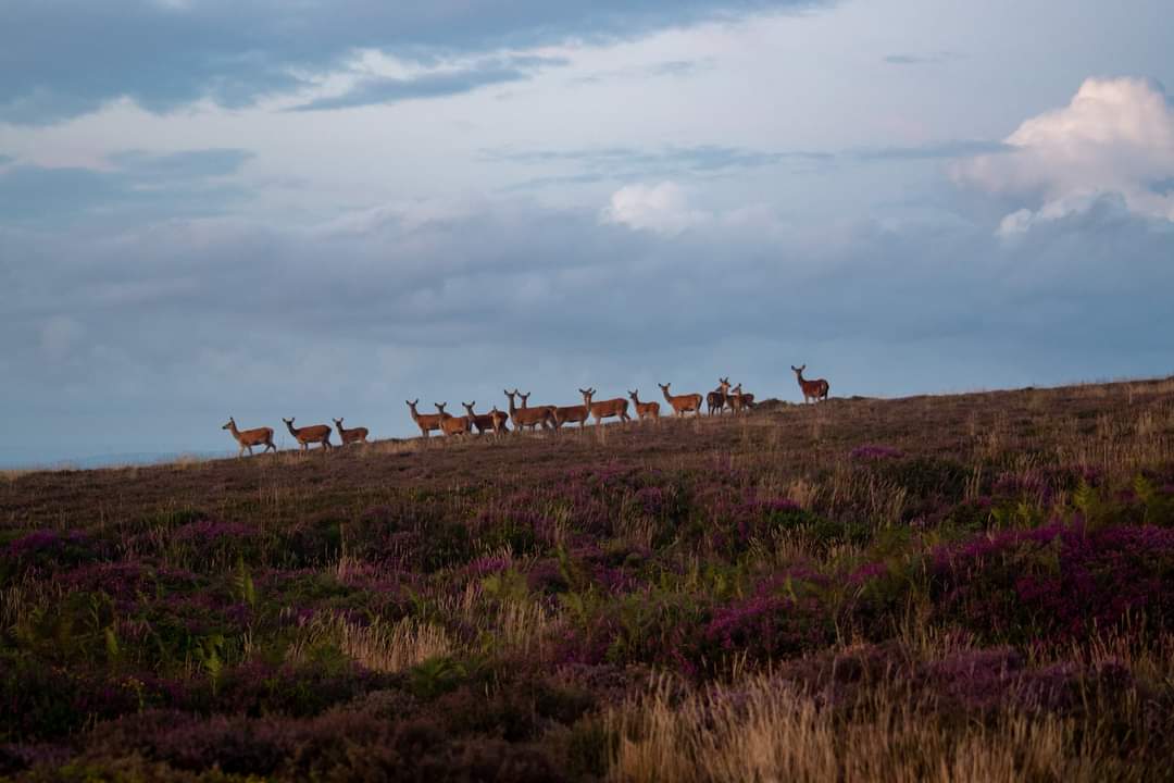 imperimus's tweet photo. A long evening walk on the @Quantockhills and I have never seen so many deer in one visit! Walking 500 miles for @DementiaUK is not all hard work.
#walk500 #dementia #mentalhealth
https://t.co/U1NeqLrCXf https://t.co/Qwx9K4q2lk