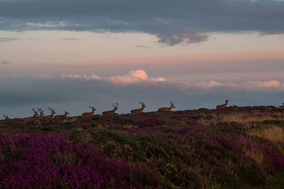 imperimus's tweet photo. A long evening walk on the @Quantockhills and I have never seen so many deer in one visit! Walking 500 miles for @DementiaUK is not all hard work.
#walk500 #dementia #mentalhealth
https://t.co/U1NeqLrCXf https://t.co/Qwx9K4q2lk