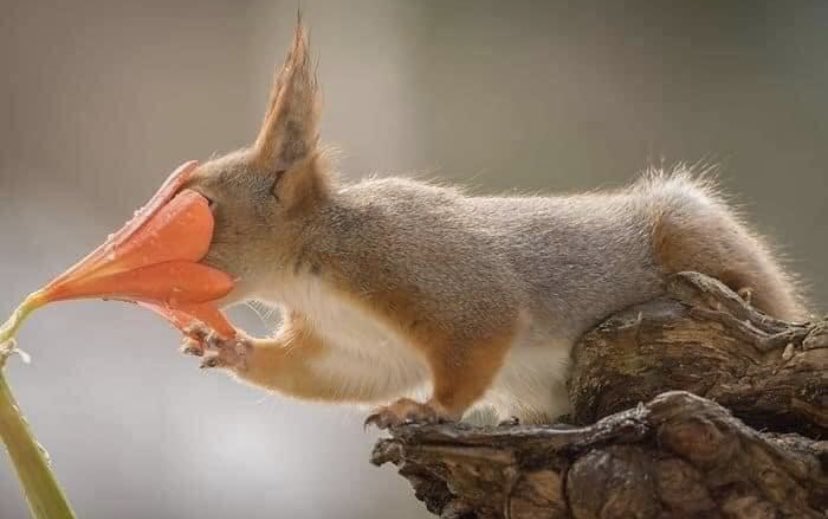 Catherinekat4's tweet image. Pendant six ans, le photographe a suivi cet écureuil 🐿

Merci au photographe suédois-néerlandais Geert Weggen photography pour cette beauté.!
