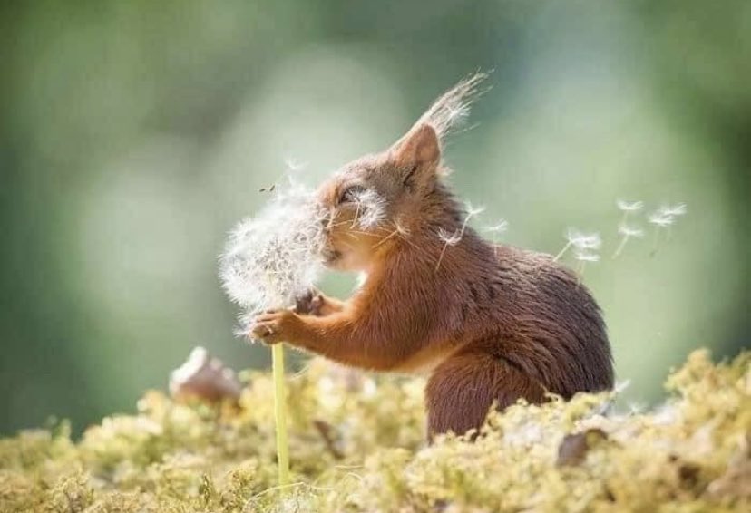 Catherinekat4's tweet image. Pendant six ans, le photographe a suivi cet écureuil 🐿

Merci au photographe suédois-néerlandais Geert Weggen photography pour cette beauté.!