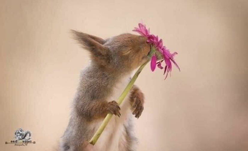 Catherinekat4's tweet image. Pendant six ans, le photographe a suivi cet écureuil 🐿

Merci au photographe suédois-néerlandais Geert Weggen photography pour cette beauté.!