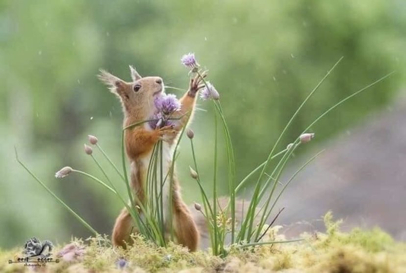 Catherinekat4's tweet image. Pendant six ans, le photographe a suivi cet écureuil 🐿

Merci au photographe suédois-néerlandais Geert Weggen photography pour cette beauté.!