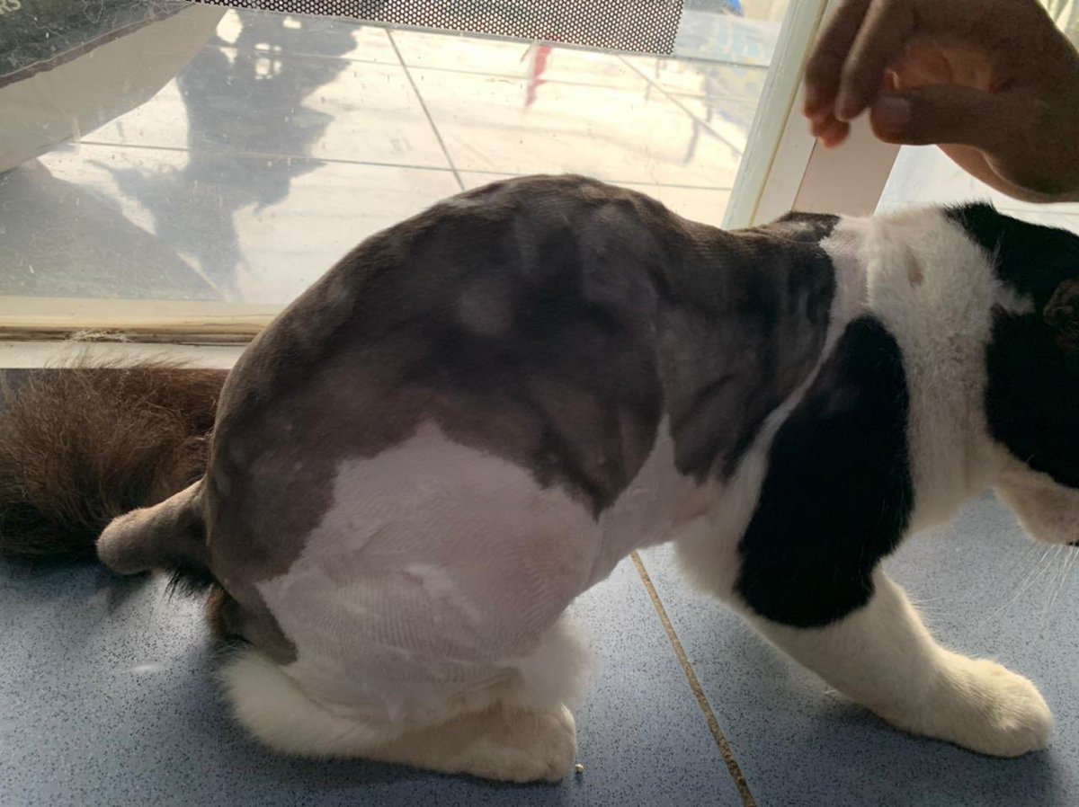 yuliasyarif's tweet photo. kecian cum cum botak..... tp ngakak bgt kaya capiiii🐄 https://t.co/YmBrMiaSJ1