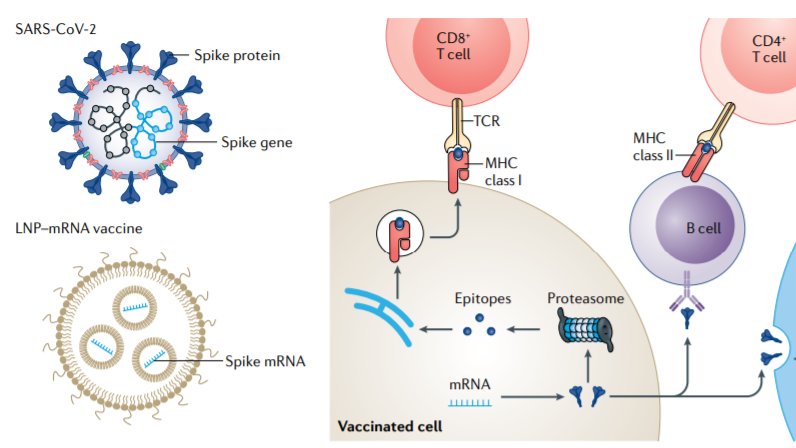 Lipid nanoparticle–mRNA vaccines are now in clinical use against #COVID19, which marks a milestone for mRNA therapeutics! Read about the design and future of this promising technology in the new Review by <a href="/yizhoudonglab/">Yizhou Dong</a> Tal Zaks Xucheng Hou Bob Langer go.nature.com/3lNuqqS