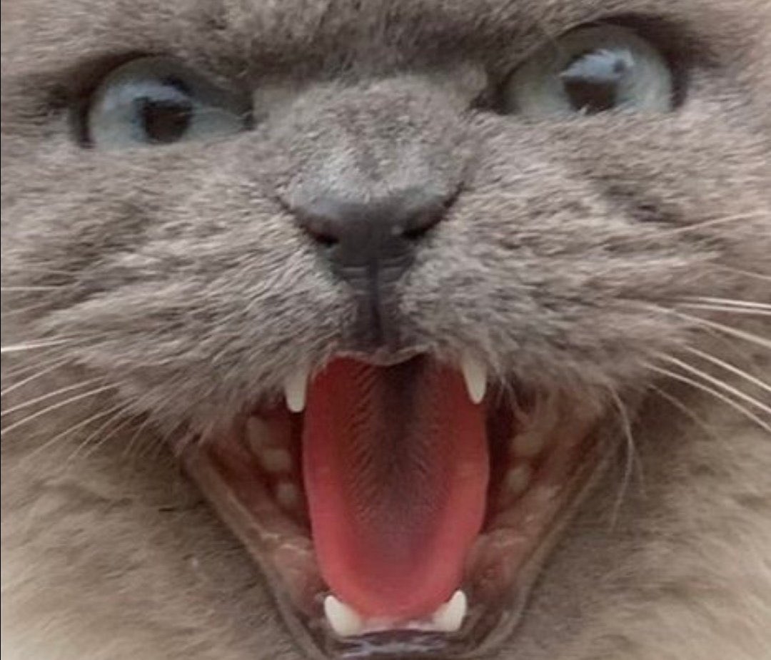 Quand tu vois la 3e personne de la journée écraser son mégot de cigarette dans le sable et le laisser sur la plage…
#memecredi