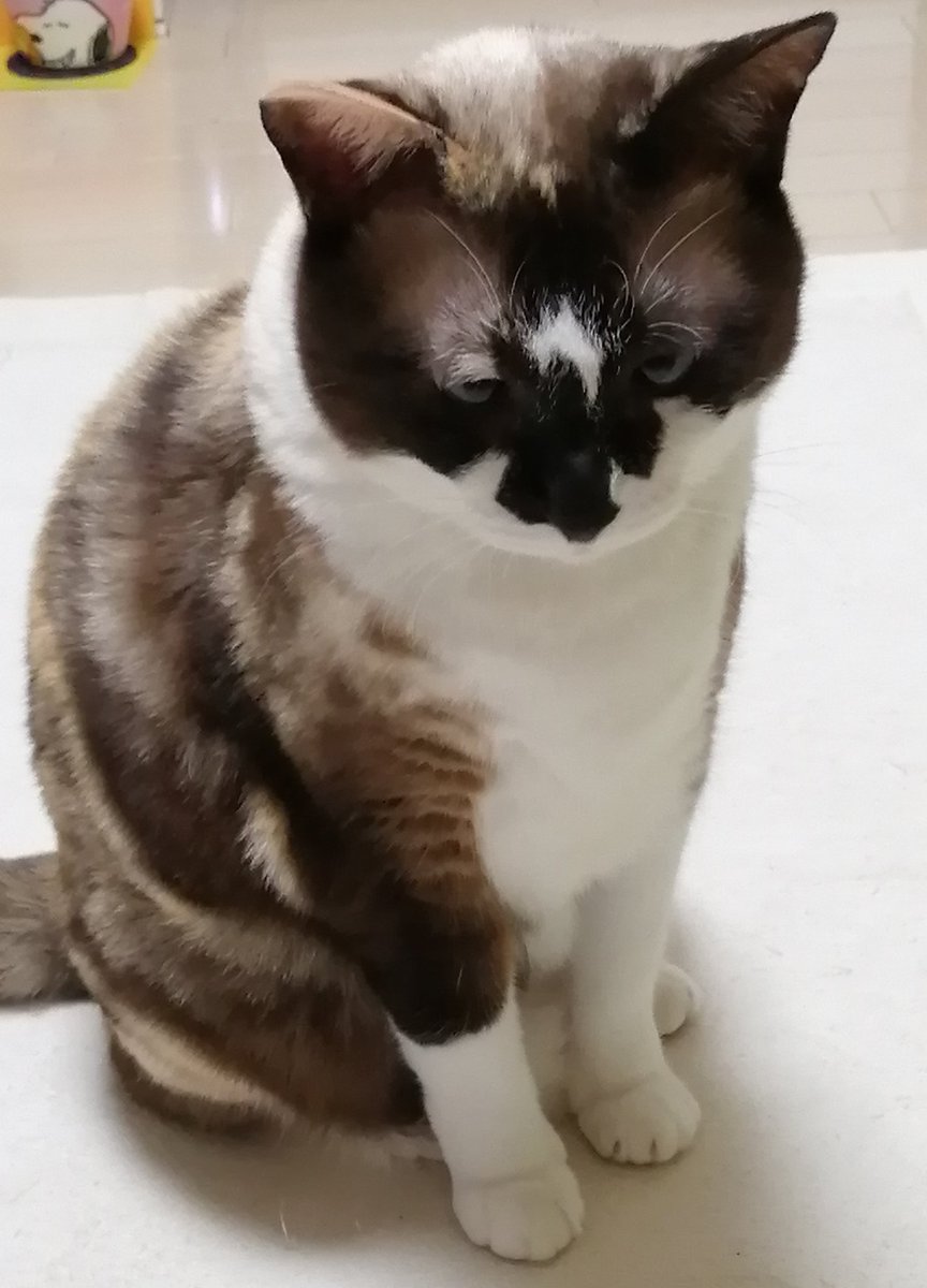 猫ダイエット - Twitter Search