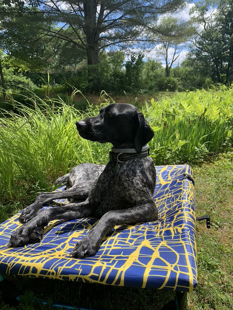 KitLender's tweet image. Here's Bella living her best life with the help of our Furry Friends Comfort KIT. #kittedout 

Dog Camping KIT includes:

Water bowl, dog-specific first aid kit, food bowl, food carrier, dog bed, dog shower, harness, cooling vest, insulated dog coat, dog cot, and dog cot cover.