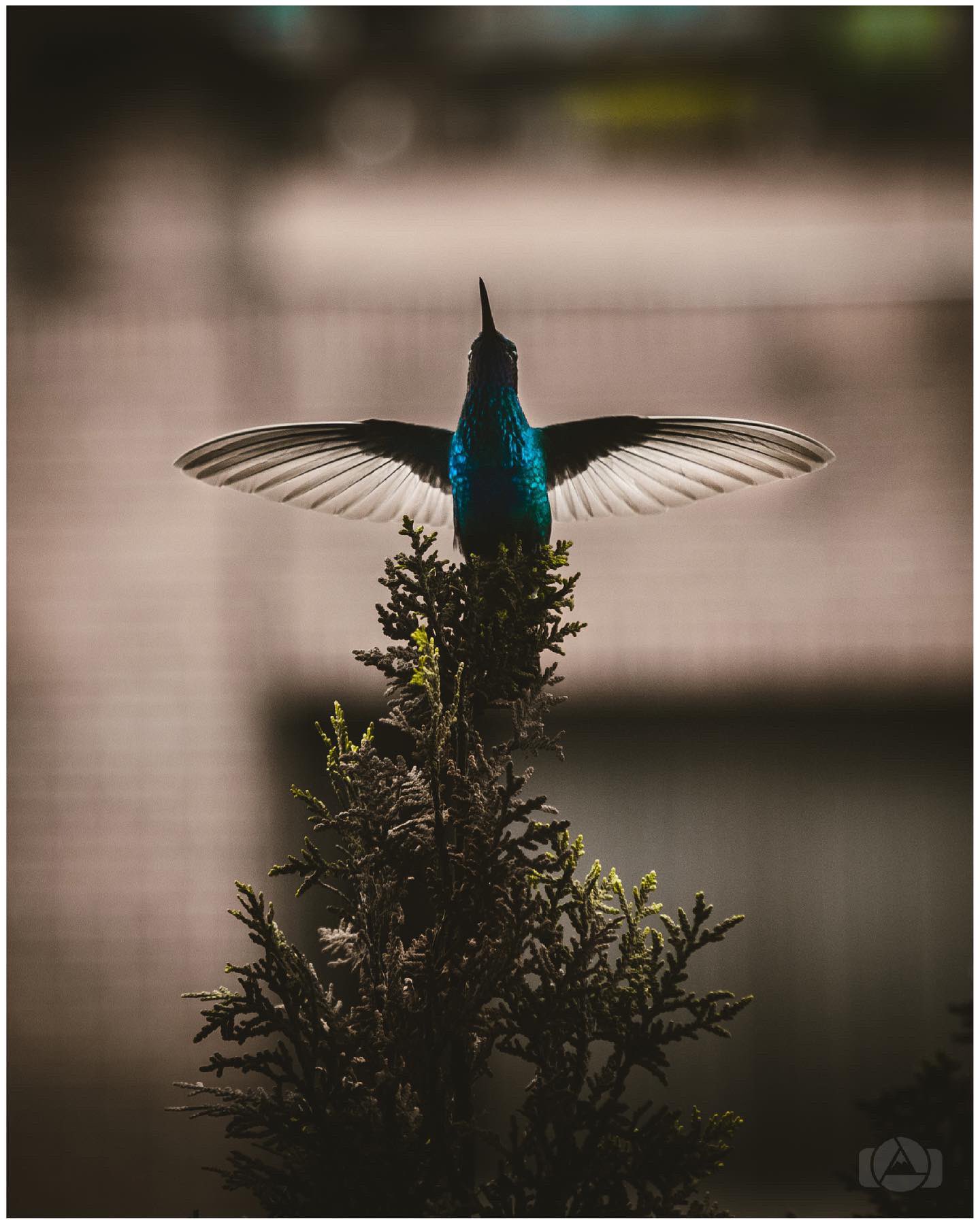 Fernando Otero (FernandoOteroM) / Twitter