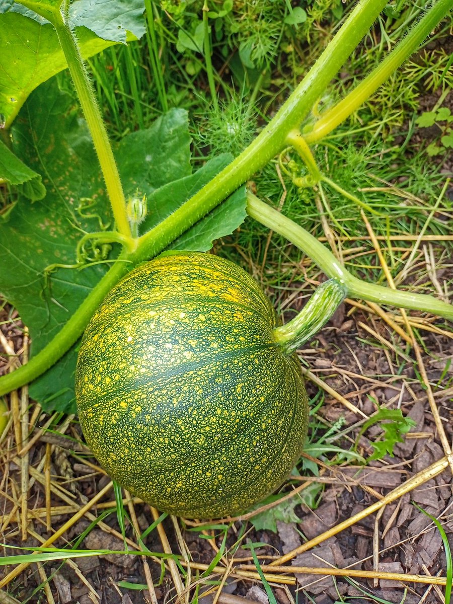 My 'Big Max' Pumpkins I grew from seed are doing really well and i was given another pumpkin by a neighbouring plot. The plot is pretty much taken over by 🎃 
But so much fun.

#growwithGYO #growyourown